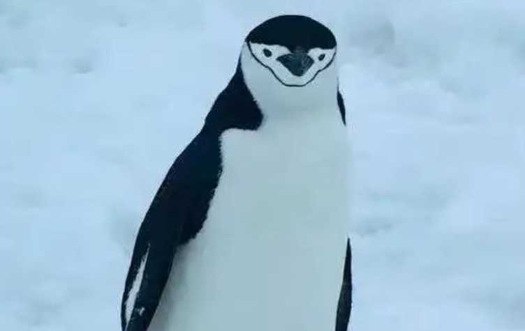 The Dapper "Gentlemen" of the Antarctic: Chinstrap Penguins